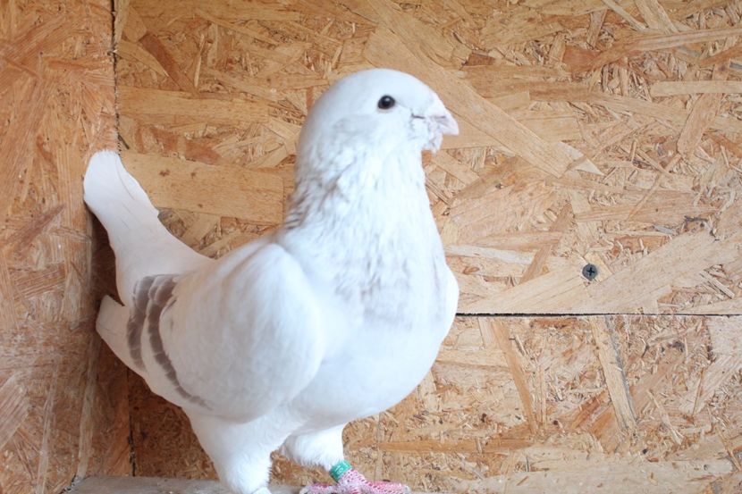  - Pasarile mele 2020