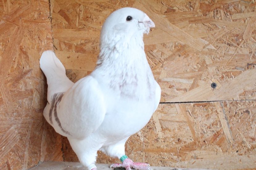  - Pasarile mele 2020