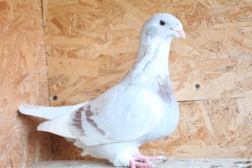  - Pasarile mele 2020