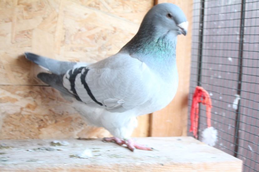  - Pasarile mele 2020