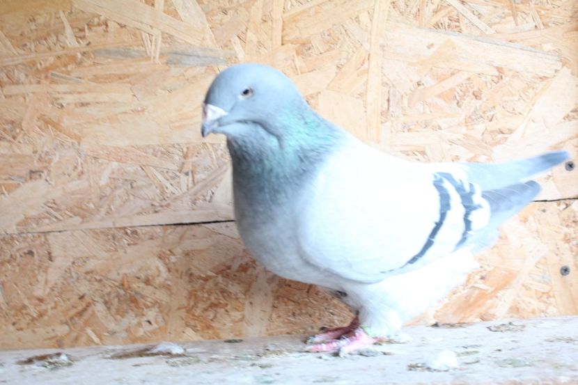  - Pasarile mele 2020