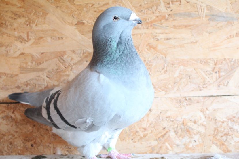  - Pasarile mele 2020