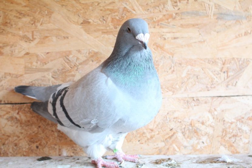  - Pasarile mele 2020