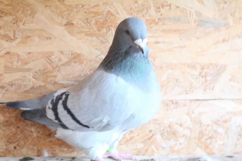  - Pasarile mele 2020