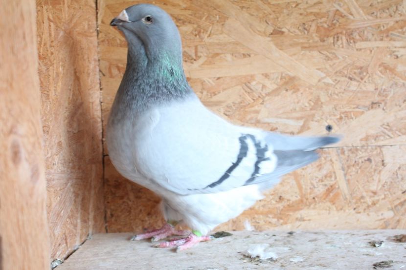  - Pasarile mele 2020