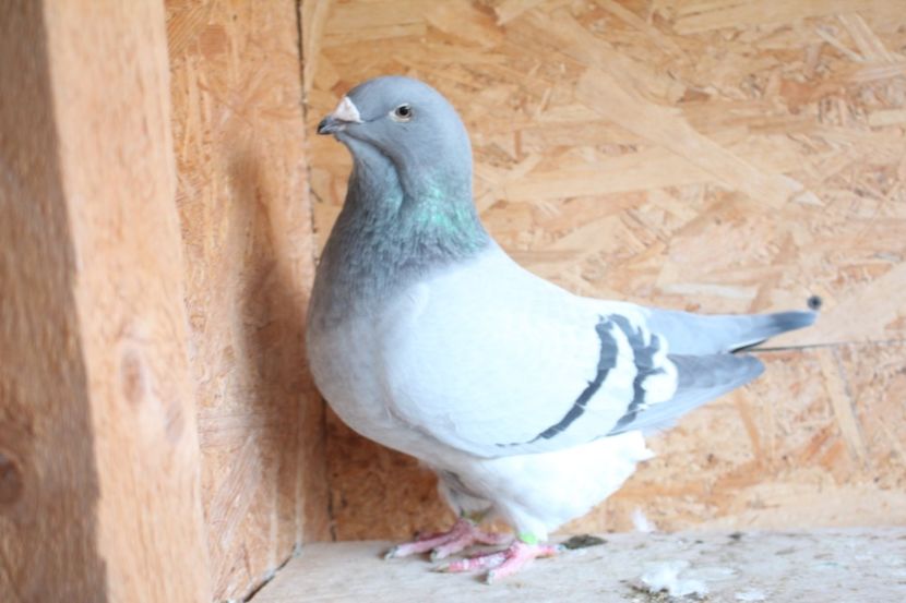  - Pasarile mele 2020