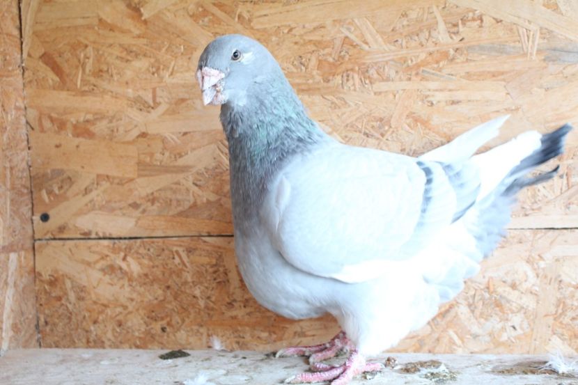  - Pasarile mele 2020