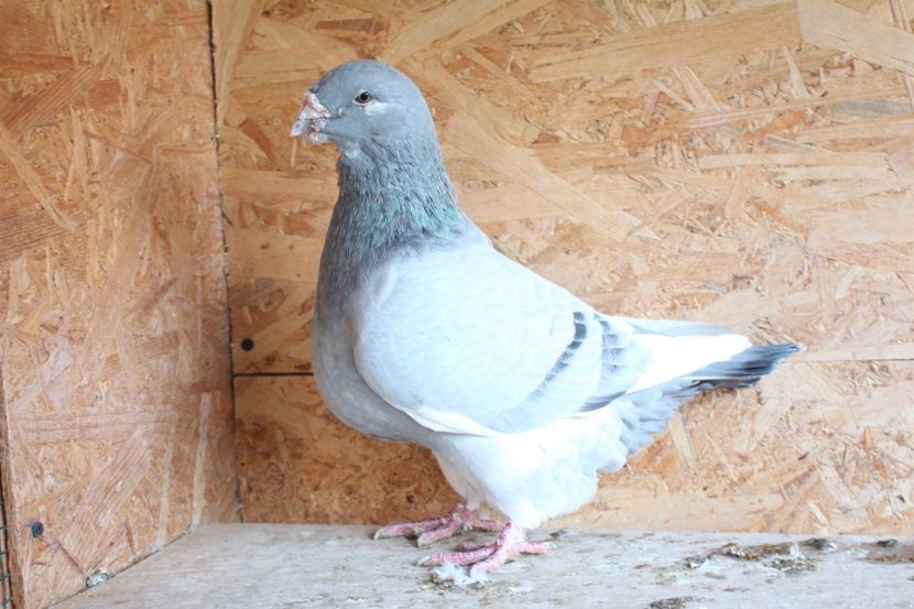  - Pasarile mele 2020