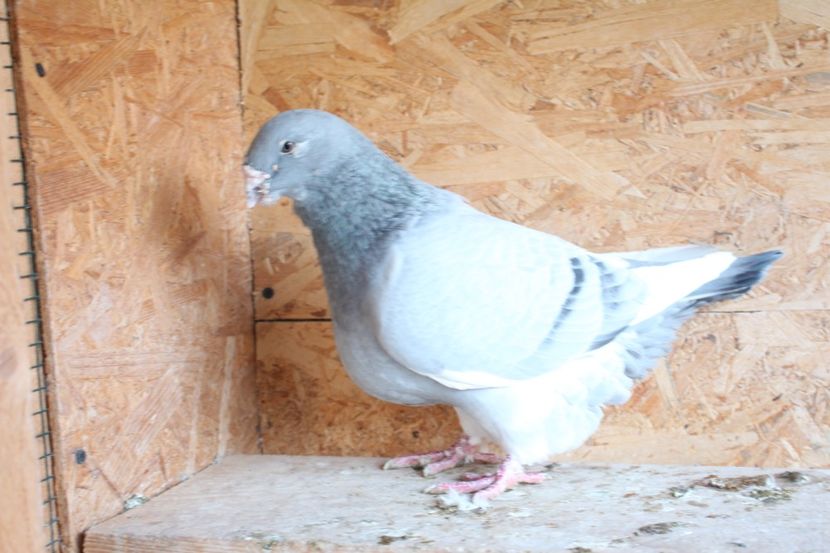  - Pasarile mele 2020