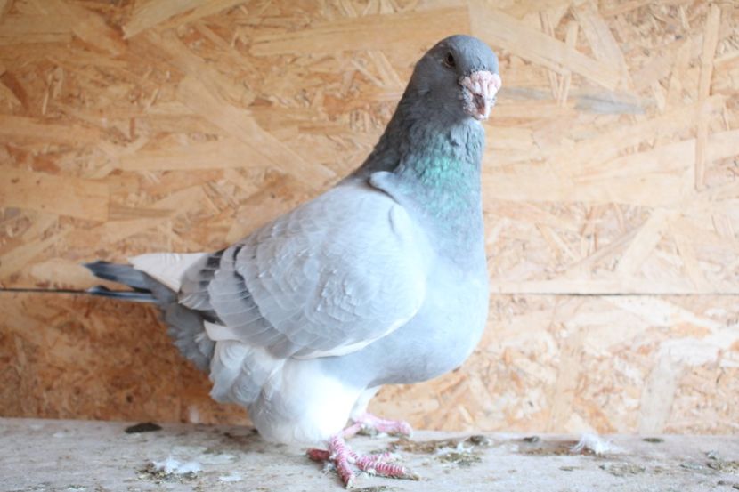  - Pasarile mele 2020