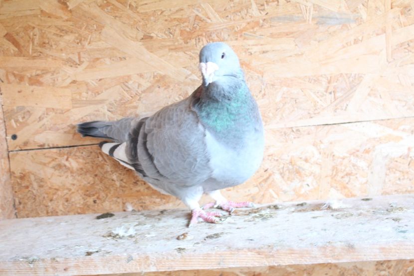  - Pasarile mele 2020