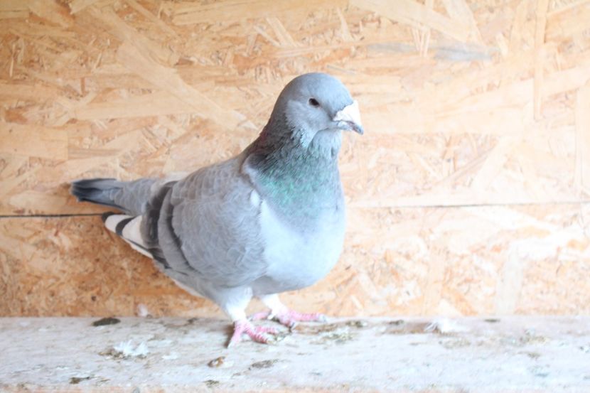  - Pasarile mele 2020