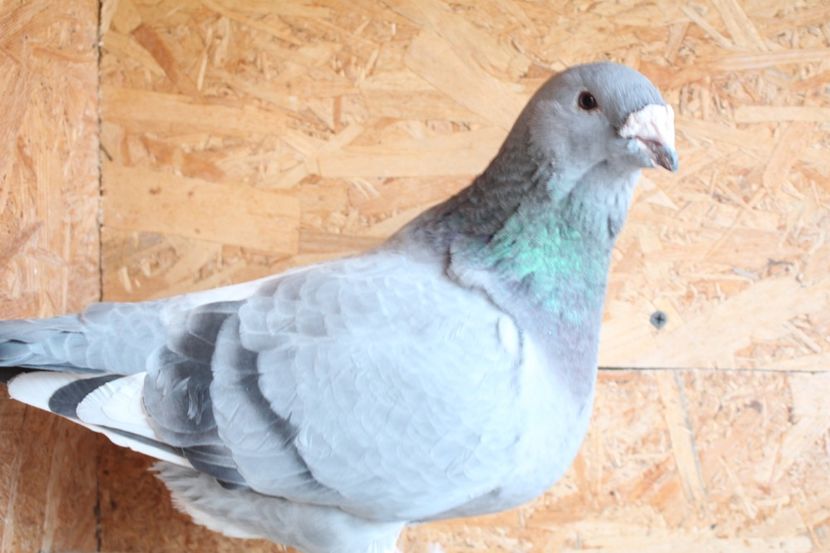  - Pasarile mele 2020