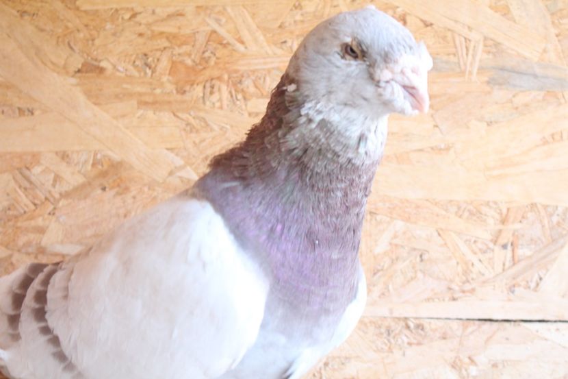  - Pasarile mele 2020