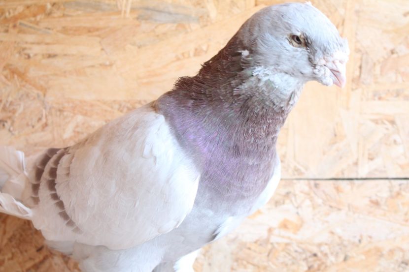  - Pasarile mele 2020