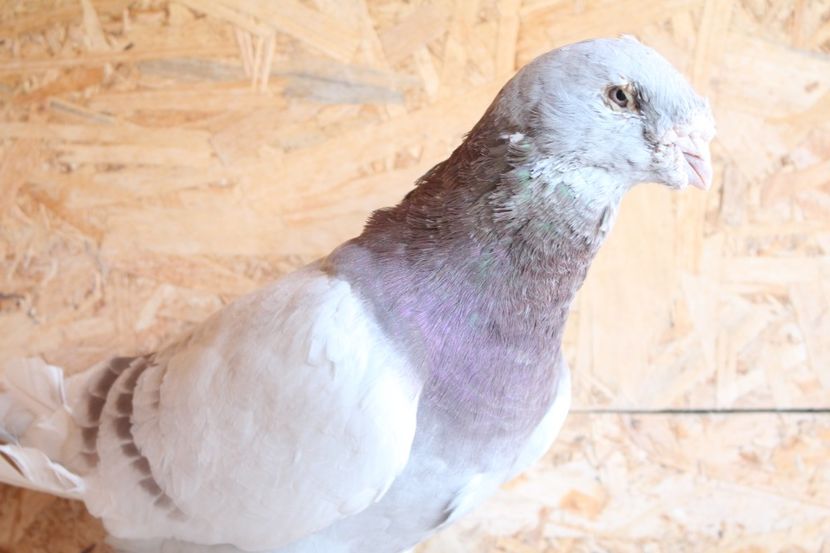  - Pasarile mele 2020