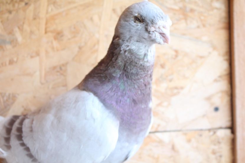  - Pasarile mele 2020