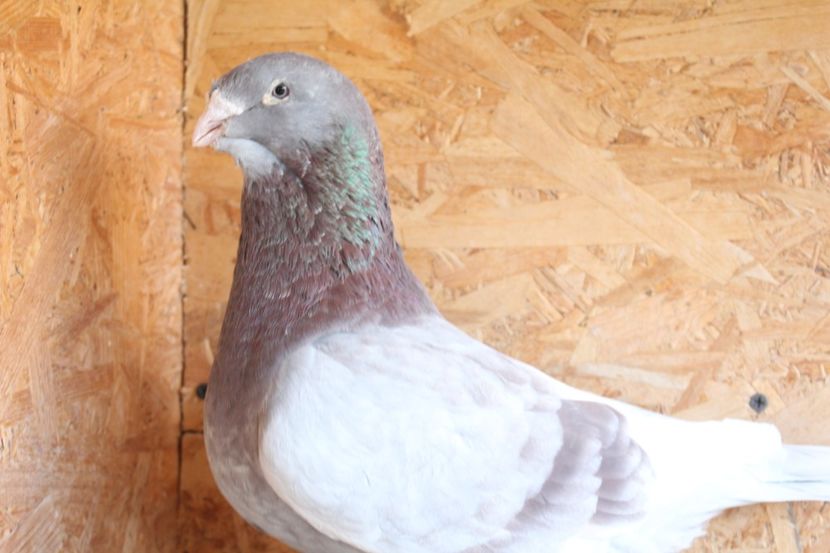  - Pasarile mele 2020