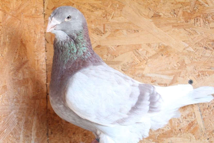  - Pasarile mele 2020