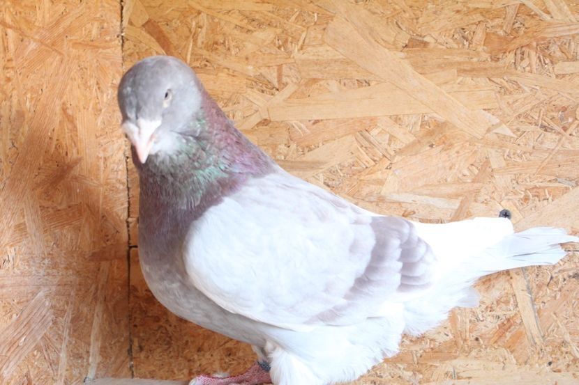  - Pasarile mele 2020