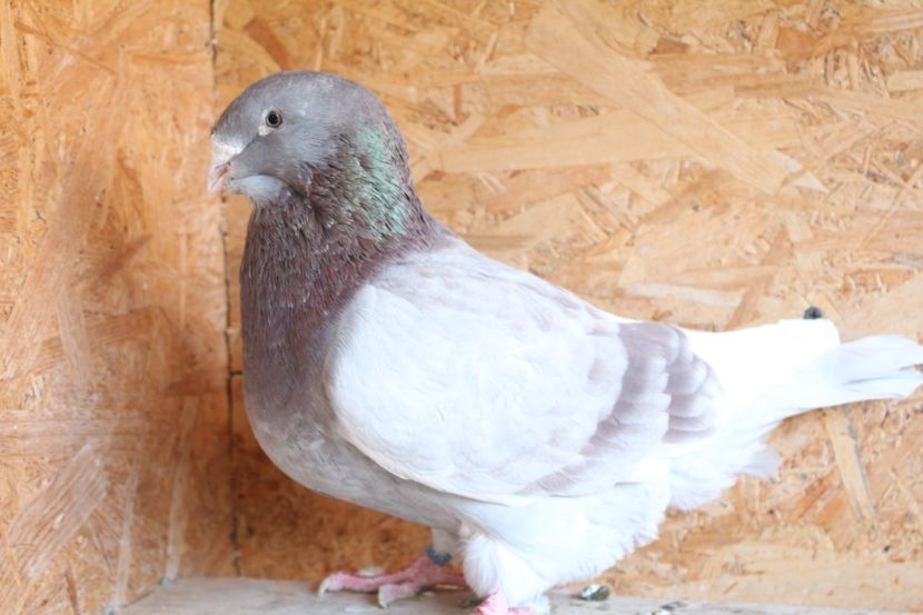  - Pasarile mele 2020