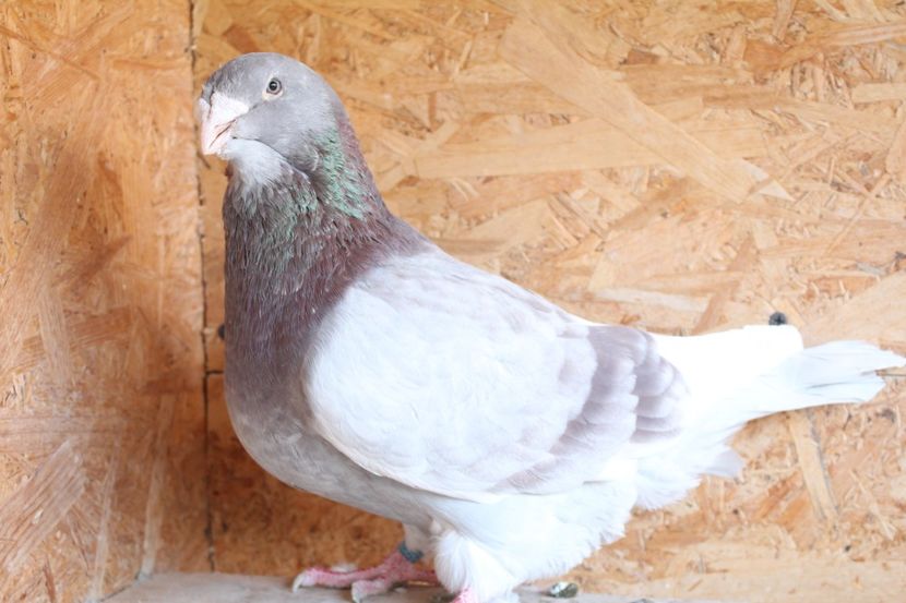  - Pasarile mele 2020