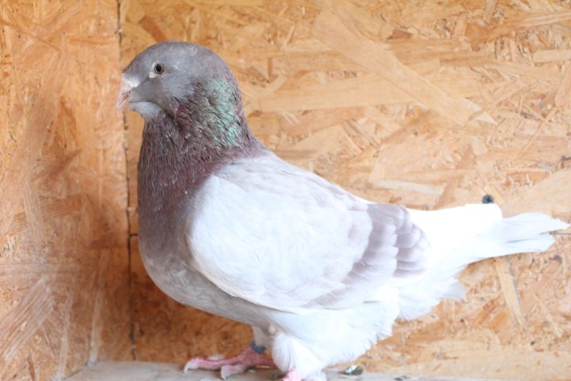  - Pasarile mele 2020