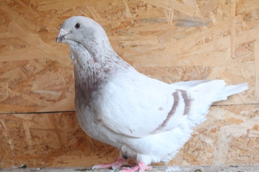  - Pasarile mele 2020