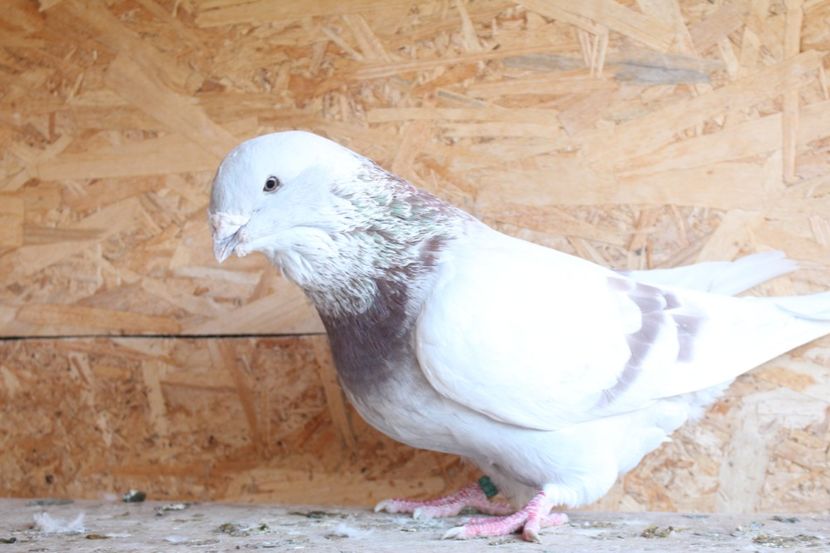  - Pasarile mele 2020