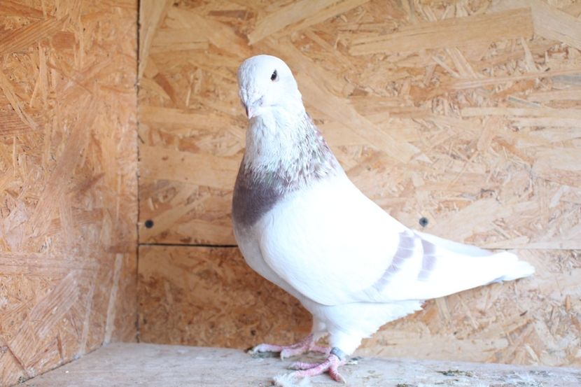  - Pasarile mele 2020