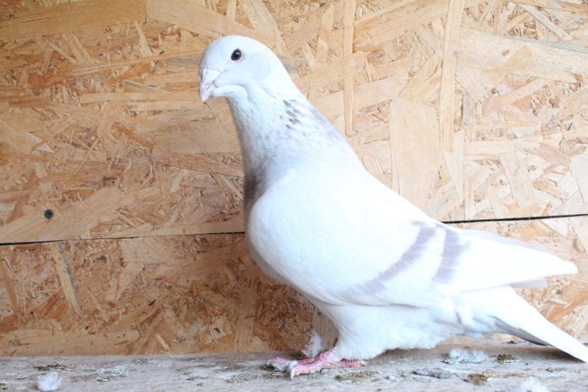  - Pasarile mele 2020