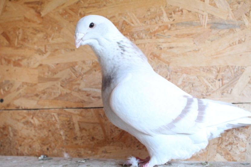  - Pasarile mele 2020