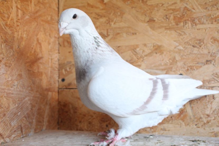  - Pasarile mele 2020