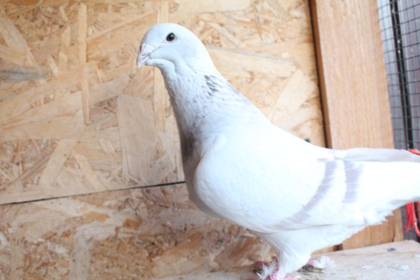  - Pasarile mele 2020