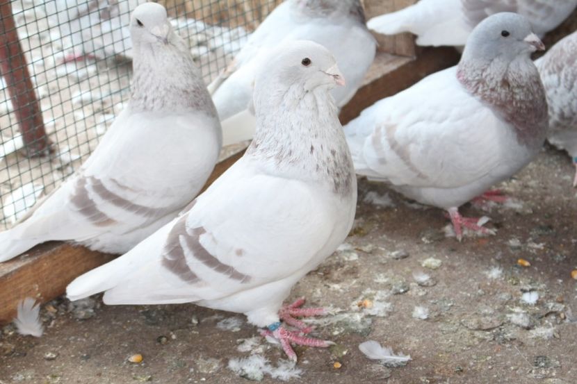  - Pasarile mele 2020