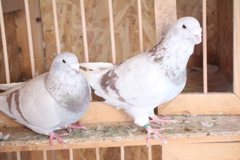  - Pasarile mele 2020