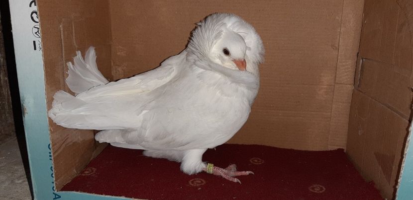 Capucin - Pui 2020 - o parte