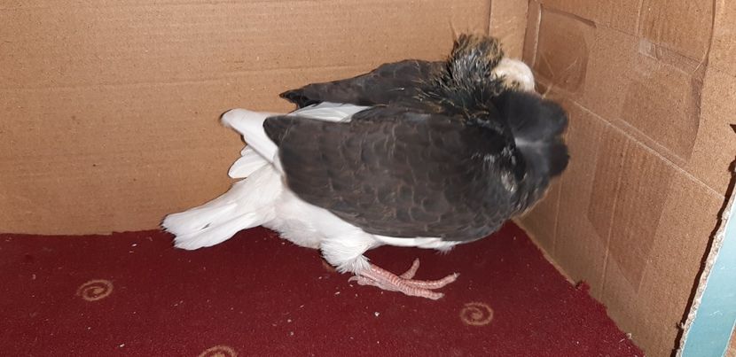 Capucin - Pui 2020 - o parte