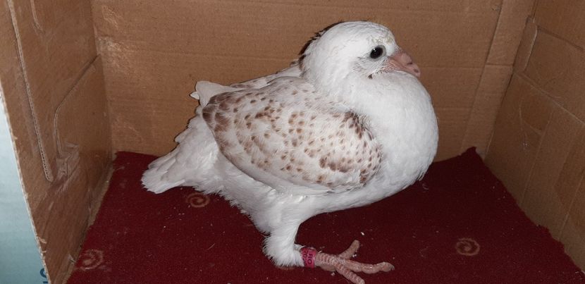 1 - Pui 2020 - o parte