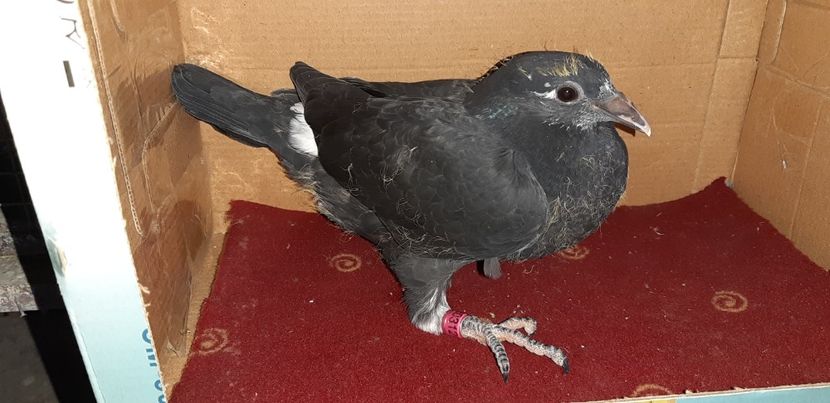 2 - Pui 2020 - o parte