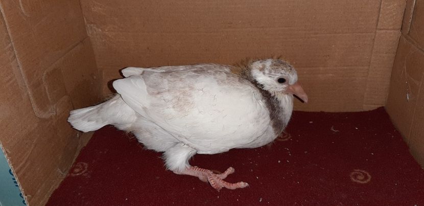 4 - Pui 2020 - o parte