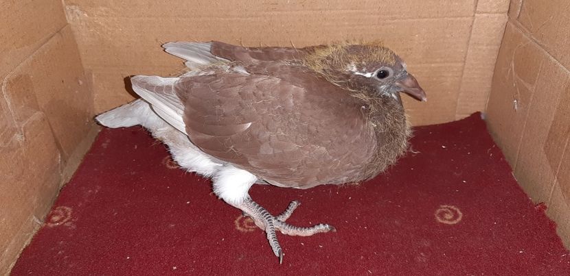 5 - Pui 2020 - o parte