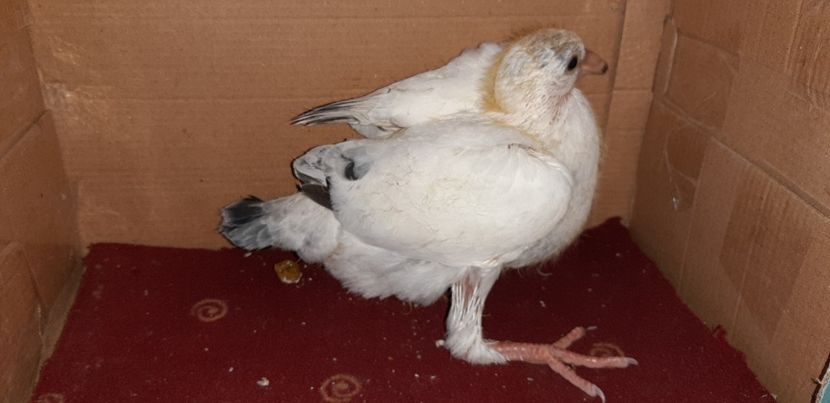 7 - Pui 2020 - o parte