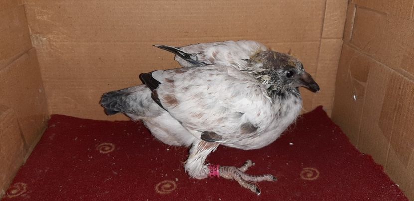 9 - Pui 2020 - o parte