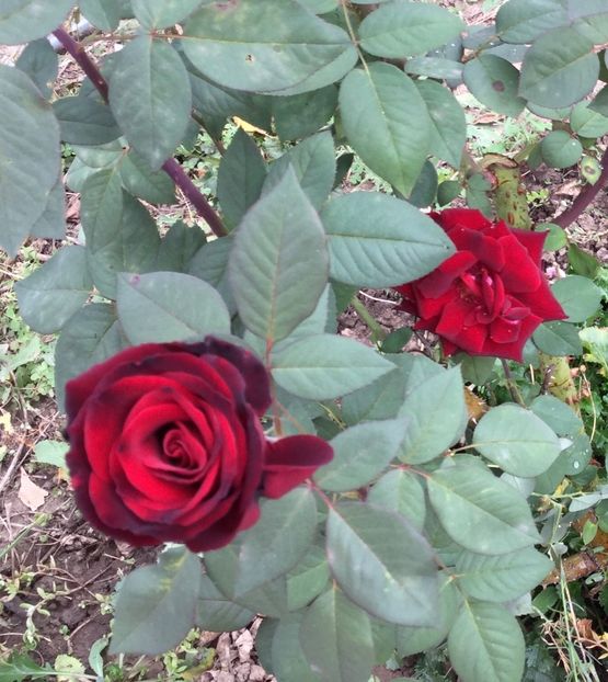 FBB1BB52-754D-4C59-A291-5EE12D95DE50 - Trandafiri