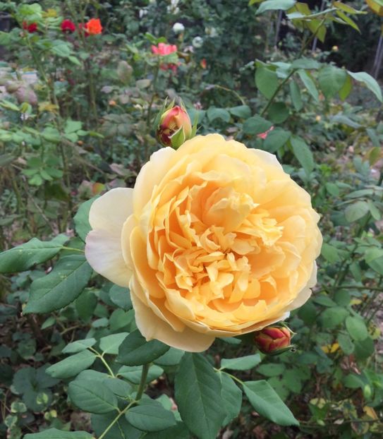 264DAFF1-54E7-454D-9800-DACF355FF2BC - Trandafiri