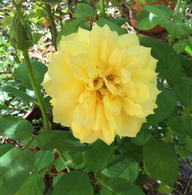 5BBCD91D-C166-44E2-92FF-6F513775FEFF - Trandafiri