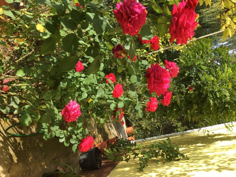 22162E41-E961-4676-AF5A-7A6041195800 - Trandafiri