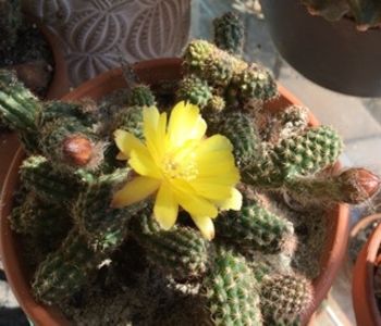 547DCE60-7690-4774-AD23-7123C5511241 - Cactusi