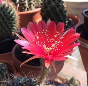 74B54366-916E-4FC0-9C78-75344E77BCBB - Cactusi
